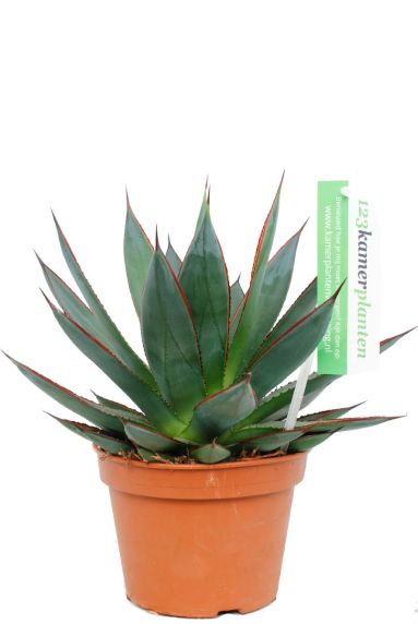 Agave shaka zulu