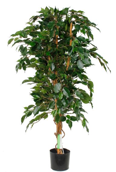 Ficus exotica