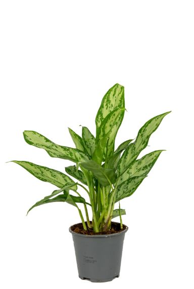 Aglaonema-silver-queen-kamerplant