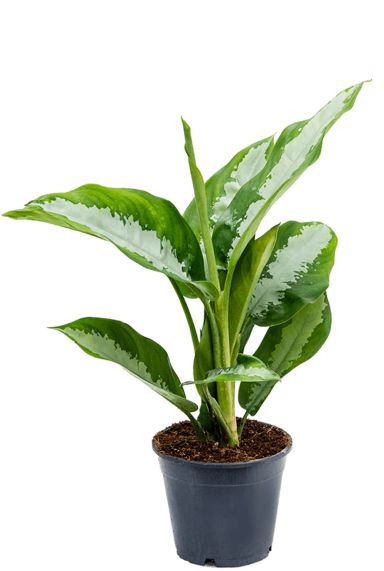 Aglaonema diamond bay