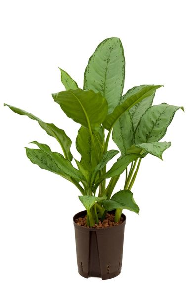 Aglaonema freedman hydro plant