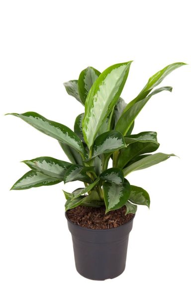 Aglaonema silver moon