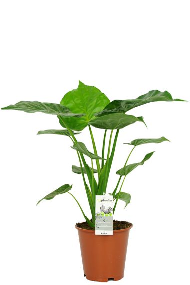 Alocasia cucullata kamerplant