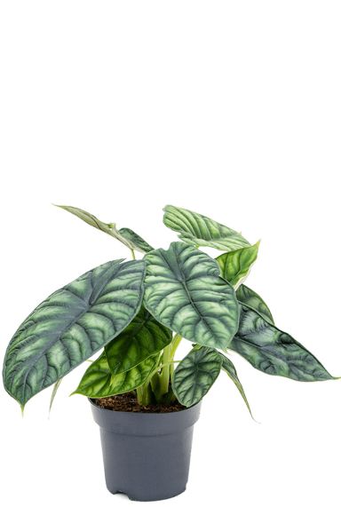 Alocasia dragon scale 1