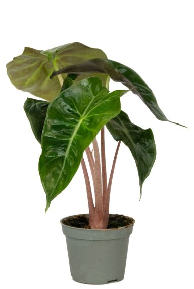 Alocasia pink dragon