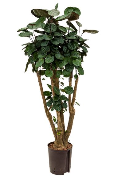 Aralia fabian kamerplant hydrocultuur
