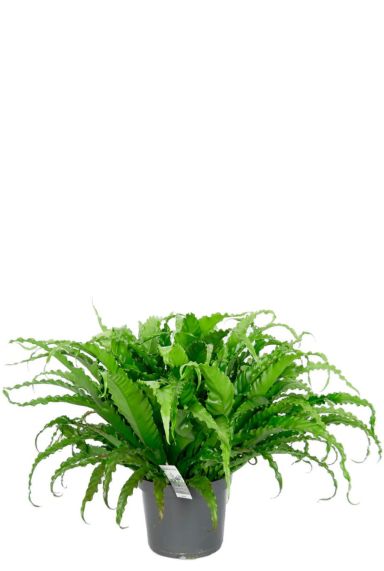 Asplenium osaka groene kamerplant 1