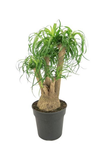 Beaucarnea-recurvata-olifantenpoot 1