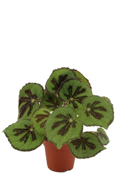 Begonia masoniana rock