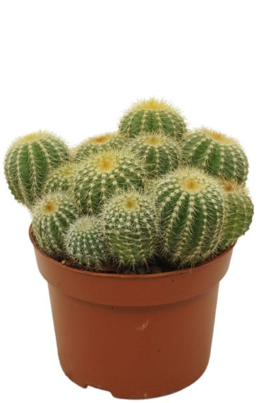 Cactus-eriocactus-warasii 1