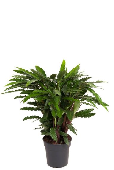 Calathea elgergrass kamerplant 1