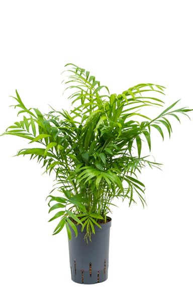 Chamaedorea elegans hydrocultuur