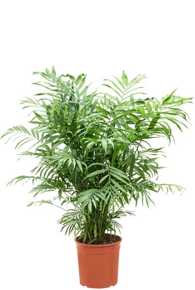 Chamaedorea elegans plant 1