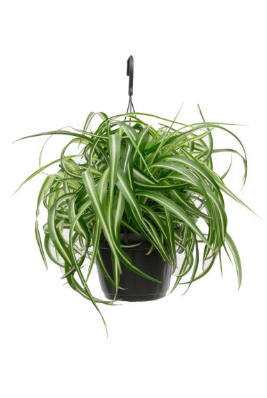 Chlorophytum bonnie hangplant 1