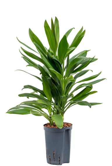 Cordyline glauca plant hydrocultuur