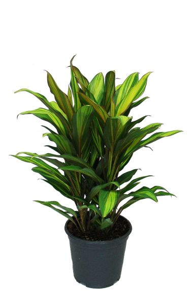 Cordyline kiwi kamerplant