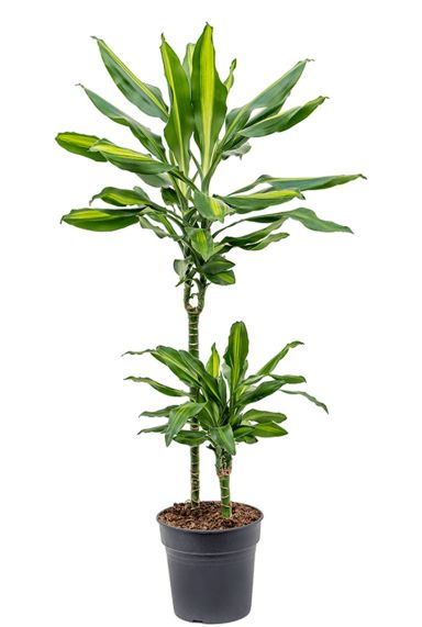 Dracaena cintho 3