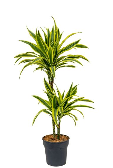 Dracaena fragrans lemon lime plant