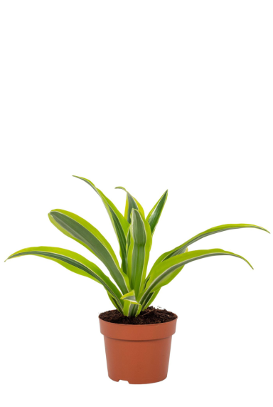 Dracaena lemon lime