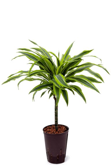 Dracaena lemon lime hydro
