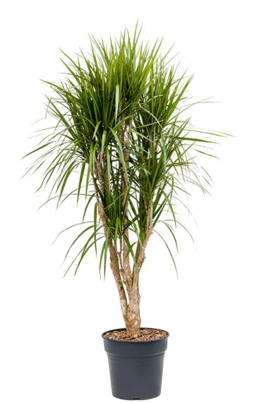 Dracaena marginata kamerplant 15