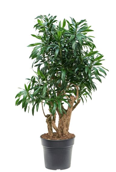 Dracaena reflexa plant 3