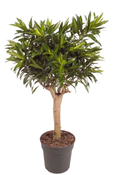 Dracaena song of jamaica 1