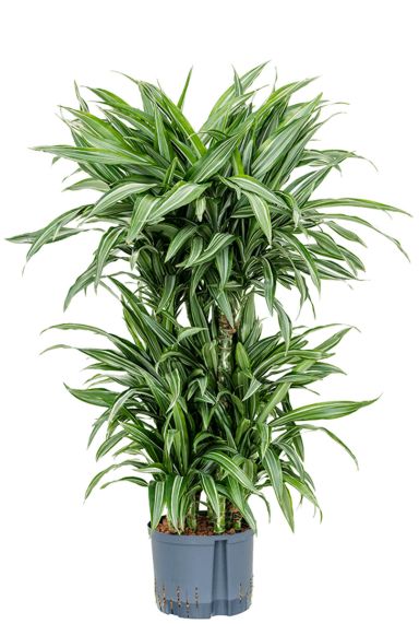 Dracaena ulises 2