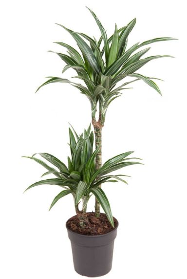 Dracaena ulises plant