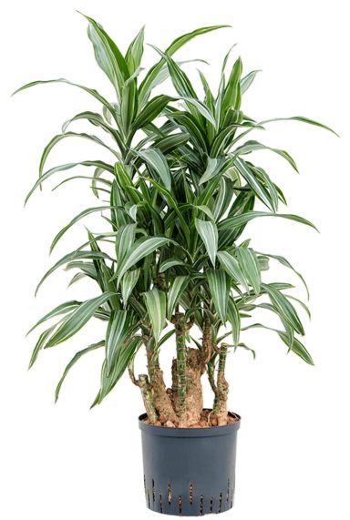 Dracaena ulises stam