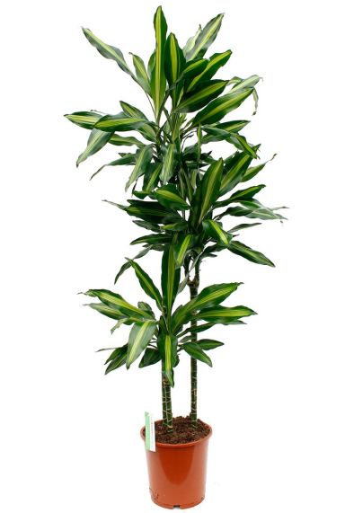 Plante d'intérieur Dracaena Cintho 