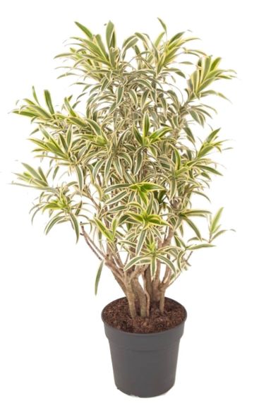 Dracaena reflexa Song of India kamerplanten
