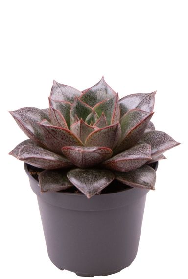 Echeveria purpusorum