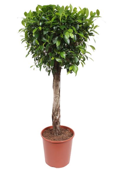Ficus nitida 1 1