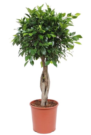 Ficus nitida geflochtener stamm