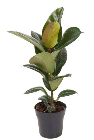 Ficus robusta