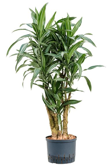 Grote dracaena ulises