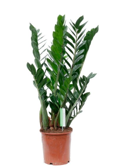 Zamioculcas Zamiifolia