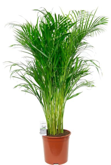 Kamerplant areca palm