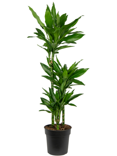 Kantrooplant-weinig-water-dracaena-janet-lindt