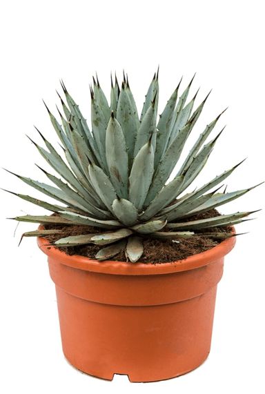 Agave macroacantha