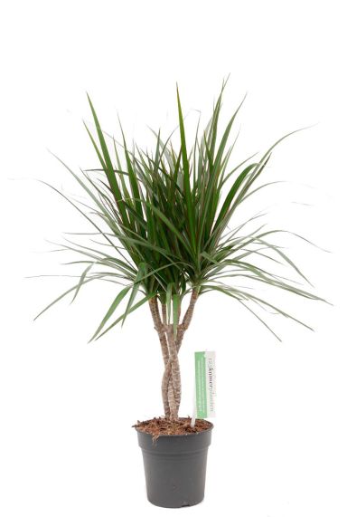 Dracaena Marginata