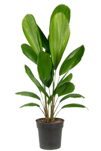 Licuala grandis palm 1