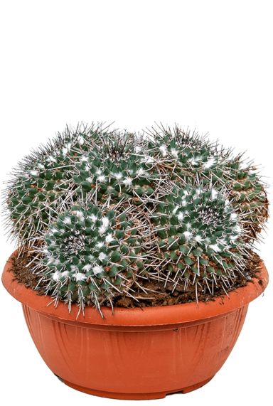 Mammillaria compressa cactus