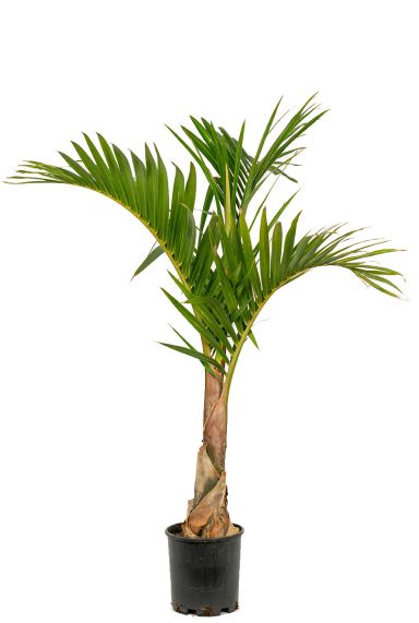 palmier Mascarena verschaffeltii 