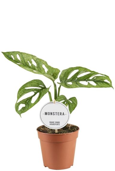 Monstera adansonii mint