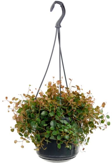 Peperomia pepperspot hangplant