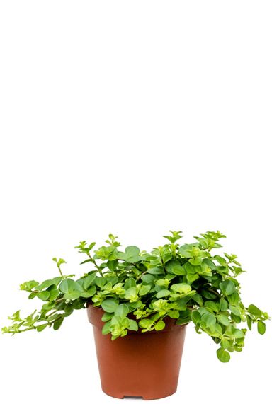 Peperomia rotundifolia