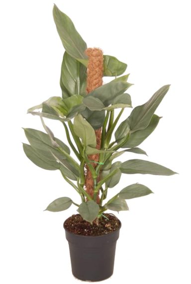 Philodendron silver queen mosstok