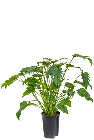 Philodendron xanadu hydrocultuur 1